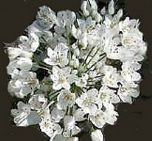 Fiori dell'aglio