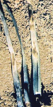 Attacco di peronospora sull'aglio