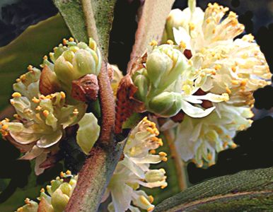 Fiore della pianta di alloro