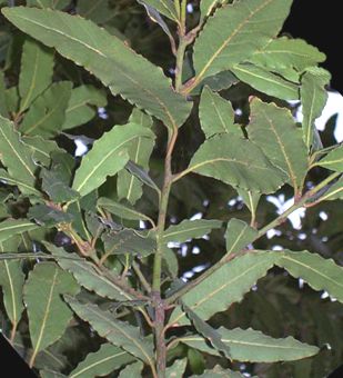 Laurus nobilis