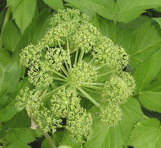 Angelica, particolare fiore