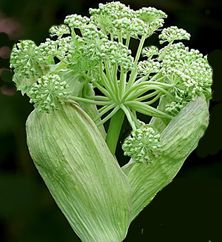 Fiore di Angelica
