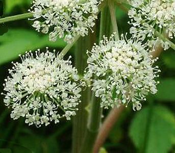 Angelica silvestris