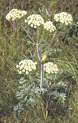 Angelica silvestris