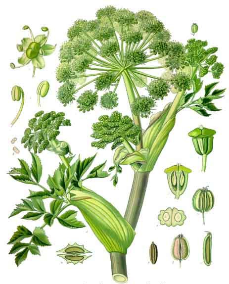 Come è fatta la pianta di Angelica