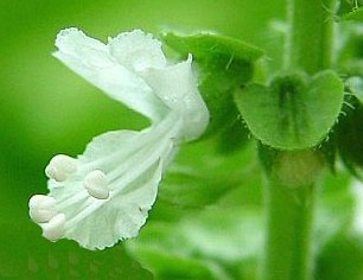 Dettaglio fiore di basilico