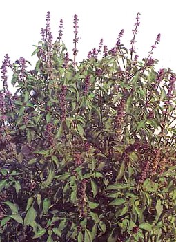Tulsi o talasi, Ocimumi sanctum