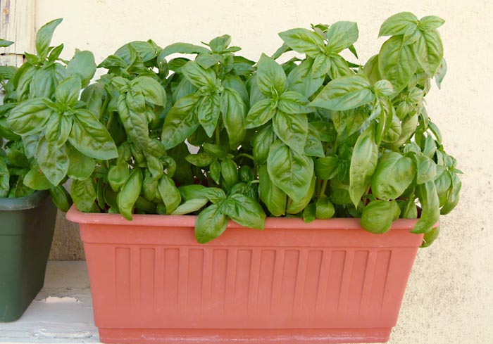 Moltiplicazione per semi del basilico: pianta di basilico cresciuta