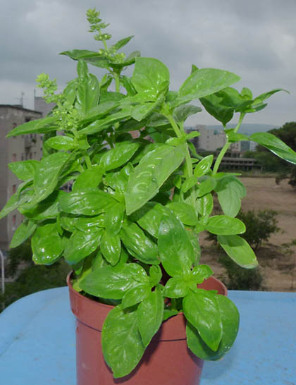 Ocimum basilicum