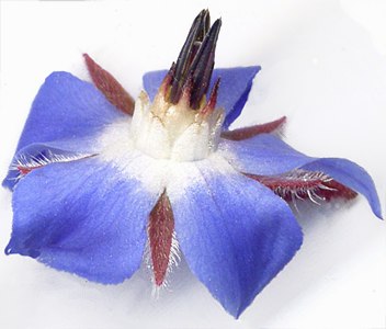 Particolare fiore di Borragine