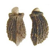 Semi di borragine