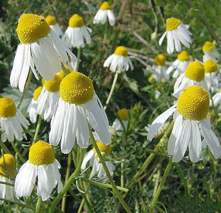 Fiore di camomilla