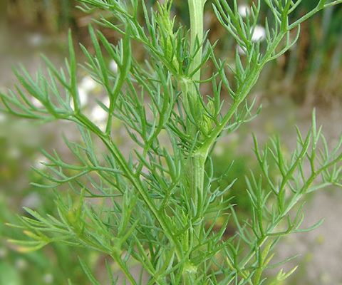 Matricaria camomilla