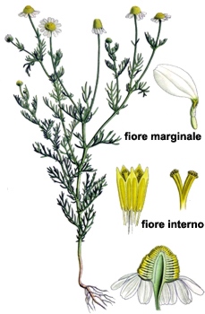Schema di una pianta di camomilla