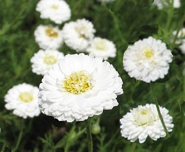 Camomilla romana: fiore
