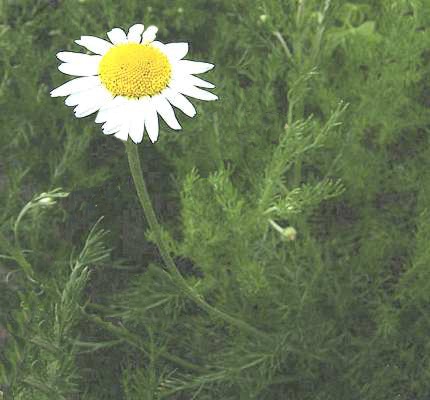 Camomilla romana: come coltivarla, uso, proprietà e curiosità