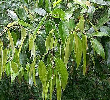 Cinnamomum cassia