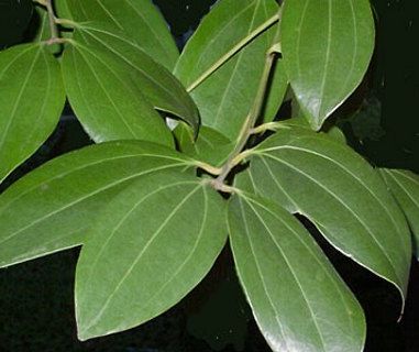 Cinnamomum zeylanicum