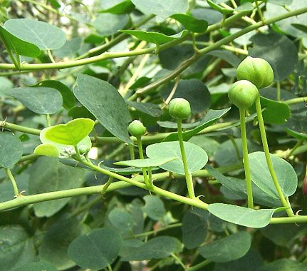 Particolare di una pianta di cappero