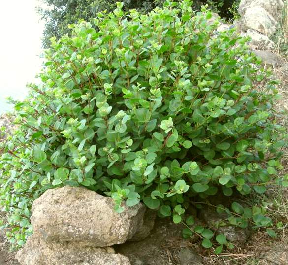Cappero, Capparis spinosa, famiglia Capparaceae