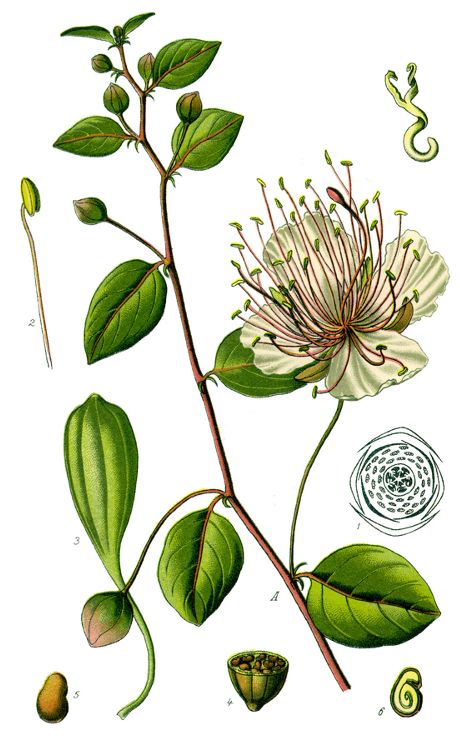 Schema della pianta di cappero