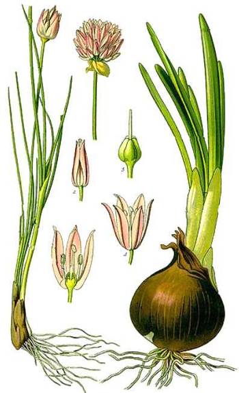 Schema della pianta di Erba cipollina