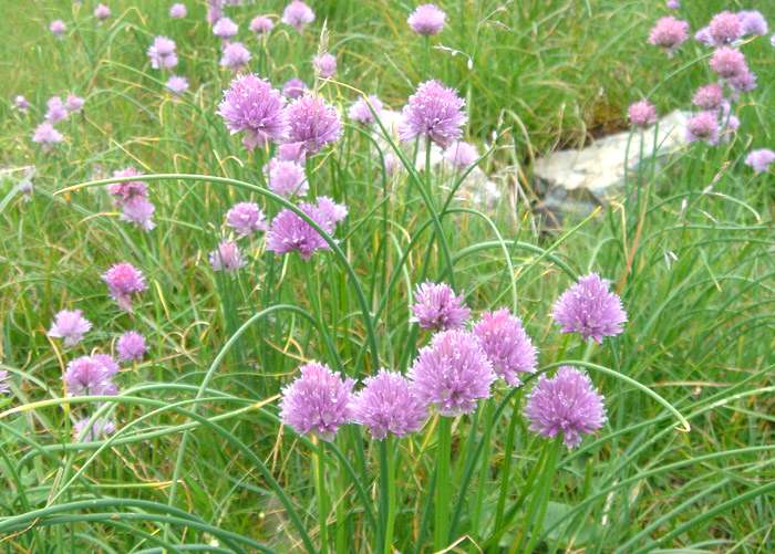 Prato con Erba cipollina