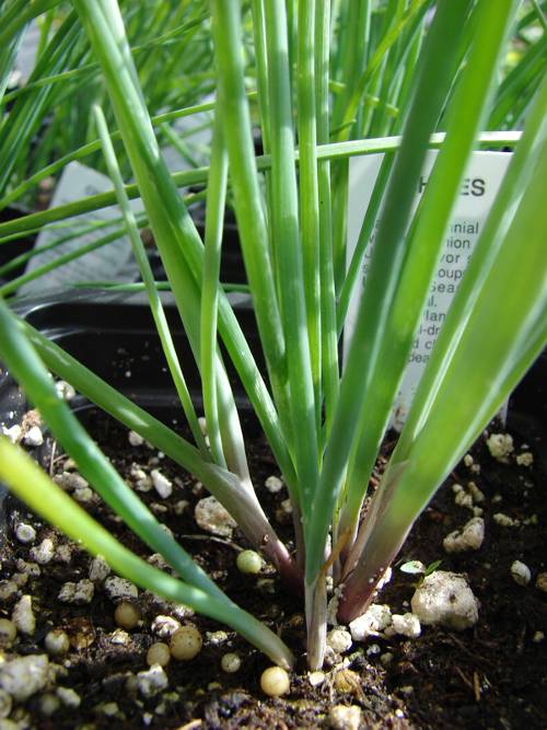 Particolare foglie di erba cipollina