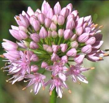 Particolare fiore