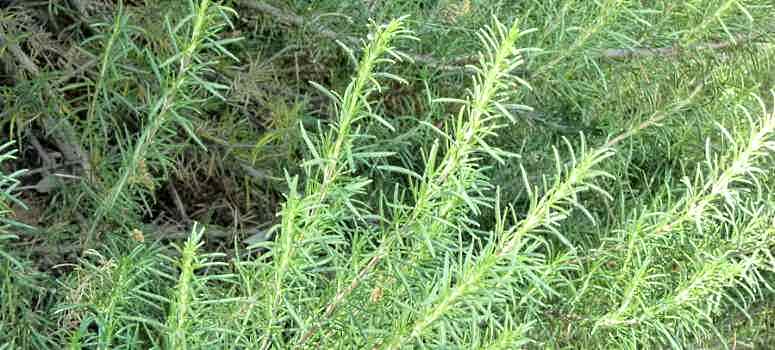 Piante aromatiche, proprietà e coltivazione