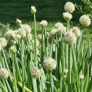 Piante bulbose: Allium cepa
