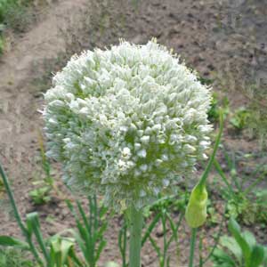 Piante bulbose: Aglio