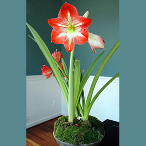 Piante bulbose: Amaryllis