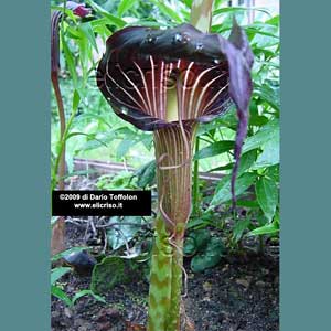 Piante bulbose: Arisaema