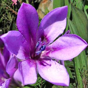 Piante bulbose: Babiana