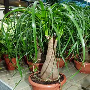 Piante bulbose: Beaucarnea