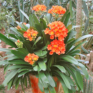 Piante bulbose: Clivia