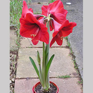 Piante bulbose: Hippeastrum