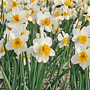 Piante bulbose: Narciso