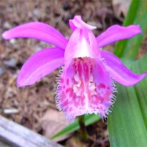 Piante bulbose: Pleione
