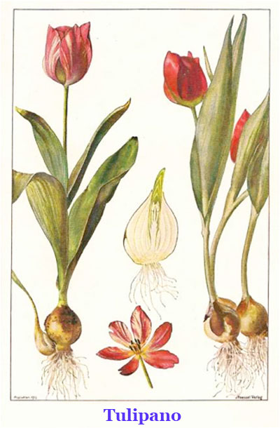 Piante bulbose schema piante