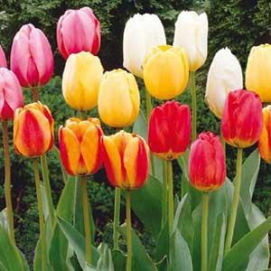 Piante bulbose: Tulipano