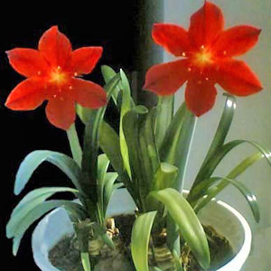 Piante bulbose: Vallota