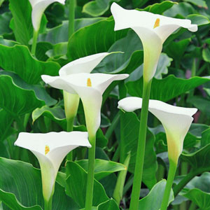 Piante bulbose: Zantedeschia (calla)