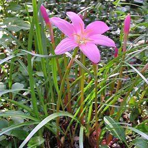 Piante bulbose: Zephyranthes