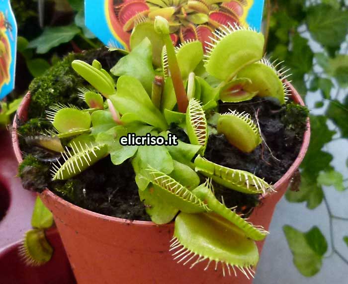 Piante carnivore, nomi, immagini e caratteristiche