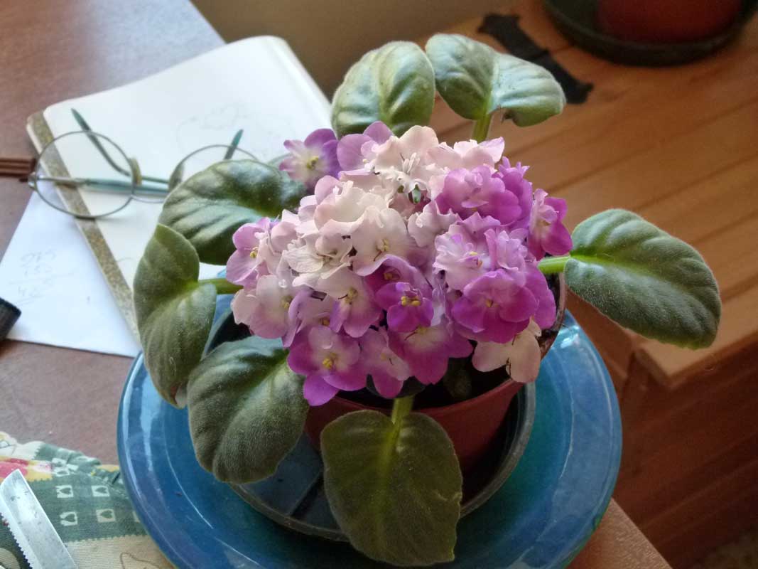 Piante d'appartamento con fiori