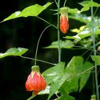 Coltivare e far fiorire l'abutilon