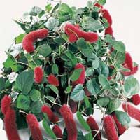 Acalypha coltivazione e cura