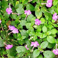 Acalypha coltivazione e cura